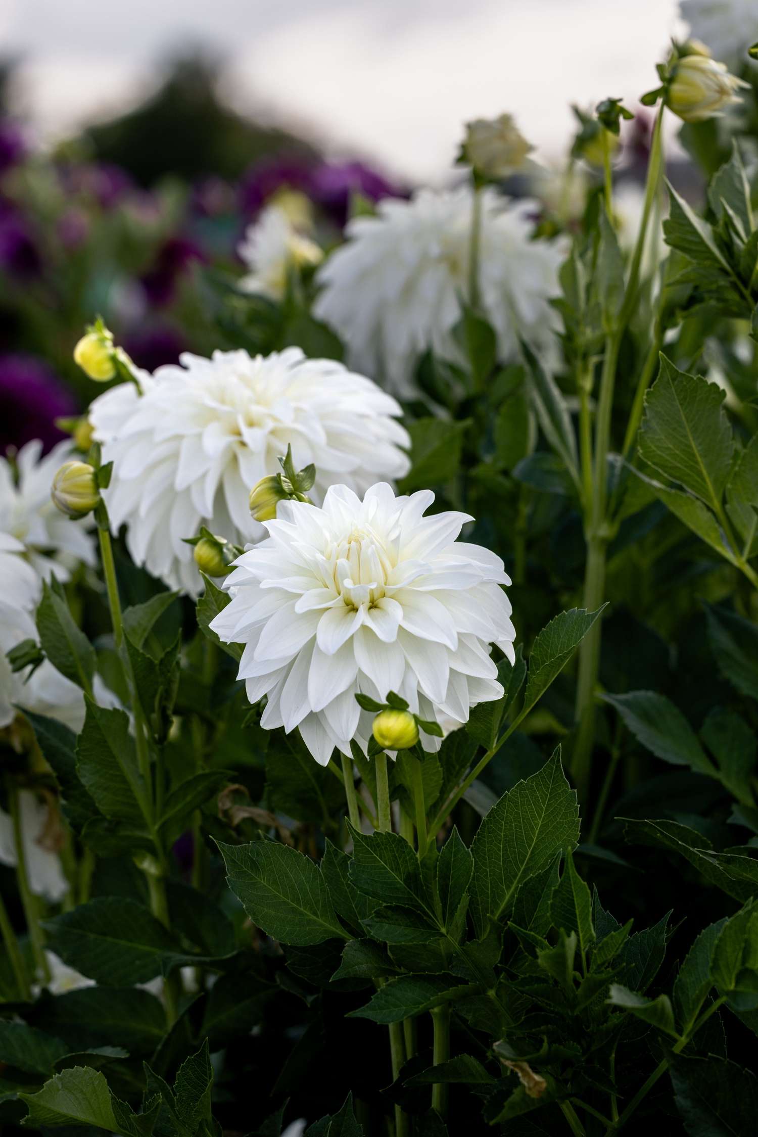 Daalia 'Lady Liberty'